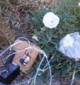 Capturing the scent of a sacred datura flower, <i>Datura wrightii</i>. Capturing the scent of a sacred datura flower, <i>Datura wrightii</i>.