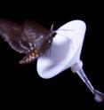 Tobacco hornworm moth, <i>Manduca sexta</i>, seeks nectar from an filter-paper flower soaked in some chemicals from the scent of its favorite nectar source, the sacred datura flower, <i>Datura wrightii</i>. Tobacco hornworm moth, <i>Manduca sexta</i>, seeks nectar from an filter-paper flower soaked in some chemicals from the scent of its favorite nectar source, the sacred datura flower, <i>Datura wrightii</i>.