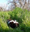 A new study has found that unlike most other small carnivores, skunks have no strategies to avoid predators. Instead, their black and white coloration warns other animals to steer clear. A new study has found that unlike most other small carnivores, skunks have no strategies to avoid predators. Instead, their black and white coloration warns other animals to steer clear.