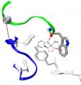 This molecular model shows nicotine (in center) binding to a brain receptor via a cation-π interaction. This molecular model shows nicotine (in center) binding to a brain receptor via a cation-π interaction.
