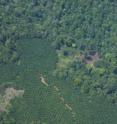 This photo shows oil palm plantations and a rainforest in Latin America. This photo shows oil palm plantations and a rainforest in Latin America.