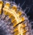 Fireworms have four eyes (colored red), which allows high sensitivity to light for sensing moon phases light from mates. Fireworms have four eyes (colored red), which allows high sensitivity to light for sensing moon phases light from mates.