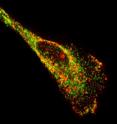 Image of a motile epithelial cell showing native mRNA (red) and a protein known to bind to mRNA (green). The image reveals a high concentration of mRNA and proteins along the edges and ends of the cell. Image of a motile epithelial cell showing native mRNA (red) and a protein known to bind to mRNA (green). The image reveals a high concentration of mRNA and proteins along the edges and ends of the cell.