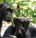 Utan, an adult male chimpanzee, holding a piece of meat of a red colobus; with Kinshasa, an adult female chimpanzee with her infant Kirikou on her back, begging from Utan. Utan, an adult male chimpanzee, holding a piece of meat of a red colobus; with Kinshasa, an adult female chimpanzee with her infant Kirikou on her back, begging from Utan.
