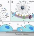 In a, chlorotoxin molecules, colored blue and green, attach themselves to a central nanoparticle. In b, each nanoprobe offers many chlorotoxin molecules that can simultaneously latch on to many MMP-2s, depicted here in yellow, which are thought to help tumor cells travel through the body. In c, over time nanoprobes draw more and more of the MMP-2 surface proteins into the cell, slowing the tumor's spread. In a, chlorotoxin molecules, colored blue and green, attach themselves to a central nanoparticle. In b, each nanoprobe offers many chlorotoxin molecules that can simultaneously latch on to many MMP-2s, depicted here in yellow, which are thought to help tumor cells travel through the body. In c, over time nanoprobes draw more and more of the MMP-2 surface proteins into the cell, slowing the tumor's spread.