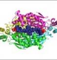 This is a cartoon diagram of an enzyme, an example of the class of FDTS enzymes. This is a cartoon diagram of an enzyme, an example of the class of FDTS enzymes.