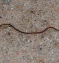 This is the <i>Lumbriculus variegatus</i> worm. This is the <i>Lumbriculus variegatus</i> worm.