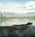 Life reconstruction of <i>Puijila darwini</i> swimming in crater lake. Life reconstruction of <i>Puijila darwini</i> swimming in crater lake.