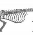 Reconstruction of skeleton showing preserved bones in dark grey. Reconstruction of skeleton showing preserved bones in dark grey.