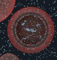 Above is a 3-D view of a model protocell approximately 100 nanometers in diameter.
