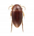 <I>Agaporomorphus colberti</I>, a diving beetle from Venezuela, was named by entomologists Quentin Wheeler of Arizona State University and Kelly Miller of the University of New Mexico to honor Stephen Colbert, the satirical host and executive producer of Comedy Central's "The Colbert Report." <I>Agaporomorphus colberti</I>, a diving beetle from Venezuela, was named by entomologists Quentin Wheeler of Arizona State University and Kelly Miller of the University of New Mexico to honor Stephen Colbert, the satirical host and executive producer of Comedy Central's "The Colbert Report."