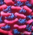 This is a picture of coral. This is a picture of coral.