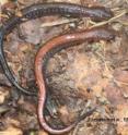 Here are two salamanders.