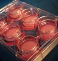 The system is intended for the fully automatic production of skin models ready for shipping.