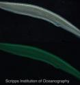 Under white light (top), amphioxus appears whitish/translucent. Under
epifluorescence (bottom), amphioxus exhibits strong green fluorescence in
the head part (arrow), while the rest of the body is either slightly
fluorescent or not at all. Different parts of amphioxus seem to express
different GFPs, with distinct fluorescence capacity and/or antioxidant
capacity.