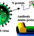 Antibody mimic protein is tailored to attach to nanowire base at one end, leaving biologically active area open for detection.
