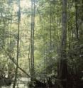 This is a modern equivalent, the swamp cypress, in the US Southeast. This is a modern equivalent, the swamp cypress, in the US Southeast.