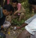 A team of researchers collecting tiger scat in India for DNA analysis -- a powerful new tool in estimating tiger populations. A team of researchers collecting tiger scat in India for DNA analysis -- a powerful new tool in estimating tiger populations.