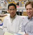 Dr. Matthew Goldberg, assistant professor of neurology and psychiatry and senior author of the paper (right); with Xiaodong Ding, senior research associate work at UT Southwestern Medical Center.