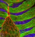 The microscope image of the dorsal closure of a fly embryo shows alternating stripes of epithelial cells with aligned microtubule bundles (green) and epithelial cells treated with a microtubule-destroying drug (blue). Labeled in red is the protein actin that lines the border of cells, particularly the amnioserosa cells occupying the eye-shaped opening. The microscope image of the dorsal closure of a fly embryo shows alternating stripes of epithelial cells with aligned microtubule bundles (green) and epithelial cells treated with a microtubule-destroying drug (blue). Labeled in red is the protein actin that lines the border of cells, particularly the amnioserosa cells occupying the eye-shaped opening.