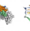 Left: X-ray crystallography revealed a binding site for alcohol in an ion channel that plays a key role in several brain functions associated with drugs of abuse and seizures.
Right: This image shows a detailed view of the alcohol binding pocket with the ethanol molecule shown in yellow and red. Left: X-ray crystallography revealed a binding site for alcohol in an ion channel that plays a key role in several brain functions associated with drugs of abuse and seizures.
Right: This image shows a detailed view of the alcohol binding pocket with the ethanol molecule shown in yellow and red.