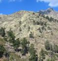 As plants become starved for CO2, rock weathering diminishes. As plants become starved for CO2, rock weathering diminishes.