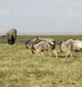 These are wildebeest and elephants in Amboseli National Park.