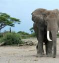 Elephants have changed the ecology of Amboseli and other national parks in Kenya.