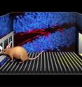 This image depicts a Paired Associates Learning (PAL) task, in which mice have to choose a specific object in its correct location on a touch screen to obtain a reward. Adult mice deficient in adult neurogenesis showed a specific impairment in pattern separation, identifying a dentate gyrus-specific function for newborn neurons in the adult brain. Adult born neurons are shown in red the background.