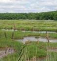 Sections of salt marshes called pannes may be in grave danger from global warming, according to a new study from researchers at Brown University. Sections of salt marshes called pannes may be in grave danger from global warming, according to a new study from researchers at Brown University.