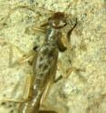 This is <i>Tyrrhenoleuctra antoninoi</i>. This is <i>Tyrrhenoleuctra antoninoi</i>.