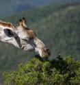 A giraffe is a eutherian mammal.