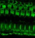 When claudin-9 is mutated, potassium floods the wrong part of the ear's sensory cells, killing a layer of them, as indicated by the arrow in this image. When claudin-9 is mutated, potassium floods the wrong part of the ear's sensory cells, killing a layer of them, as indicated by the arrow in this image.