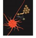 Altering the chemistry between T regulatory cells and other immune cells could result in future therapies for autoimmune and other diseases. Altering the chemistry between T regulatory cells and other immune cells could result in future therapies for autoimmune and other diseases.