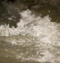 The new tool indicates where unpolluted stretches of river are compensating for the effect of the pollution. This is extremely important because it can show when conservation methods have been successful. Another advantage of the new tool is that in many cases, complex, expensive chemical analyses will no longer be necessary. The new tool indicates where unpolluted stretches of river are compensating for the effect of the pollution. This is extremely important because it can show when conservation methods have been successful. Another advantage of the new tool is that in many cases, complex, expensive chemical analyses will no longer be necessary.
