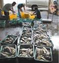 These are moi, or Pacific threadfin, being sorted for market after harvest from an offshore aquaculture cage in Hawaii.