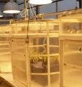 Experimental chambers in a Penn State University greenhouse were equipped with a charcoal filtration air supply system to measure ozone depletion rates.