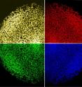 This is a mosaic of human iPS cells generated by "footprint-free" technology expressing the pluripotent marker Oct4. This is a mosaic of human iPS cells generated by "footprint-free" technology expressing the pluripotent marker Oct4.