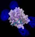 In the center, a structural model determined by X-ray crystallography shows how the two tags (attached to a short section of the histone protein -- all in cyan) fit neatly into the Brdt pocket (purple). In the background image, hypercompaction by Brdt causes relatively diffuse chromatin (stained blue inside the nuclei of two cells on the top left) to compact and clump together (two on the bottom right). In the center, a structural model determined by X-ray crystallography shows how the two tags (attached to a short section of the histone protein -- all in cyan) fit neatly into the Brdt pocket (purple). In the background image, hypercompaction by Brdt causes relatively diffuse chromatin (stained blue inside the nuclei of two cells on the top left) to compact and clump together (two on the bottom right).