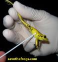 Very few countries have testing programs in place to prevent the spread of chytridiomycosis, which infects the skin of amphibians. Samples for quantitative PCR disease testing are obtained from frog skin using a cotton swab. Very few countries have testing programs in place to prevent the spread of chytridiomycosis, which infects the skin of amphibians. Samples for quantitative PCR disease testing are obtained from frog skin using a cotton swab.