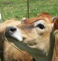 MU researchers have found ancient ancestors of cattle, going back as far as 29 million years ago. The research could lead to more efficient and healthier cattle and a better understanding of human disease.