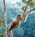 One of the first-ever analyses of the effects of global warming on endangered primates has examined how El Niño warming has affected the abundance of four highly threatened New World monkeys.  This image shows the critically endangered northern muriqui, <i>Brachtyeles hypoxanthus</i>, at the RPPN Feliciano Miguel Abdala, MG, Brazil.  All four monkey species showed drops in abundance relating to large-scale climate fluctuations.  The study suggests that the consequences of intensified climate fluctuations could be devastating for several primate species.