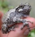 University of Missouri researchers found that removing all of the trees from a section of the forest had a negative effect on amphibians during their later life cycles, but had some positive effects during amphibians' aquatic larva stages at the beginning of their lives. University of Missouri researchers found that removing all of the trees from a section of the forest had a negative effect on amphibians during their later life cycles, but had some positive effects during amphibians' aquatic larva stages at the beginning of their lives.