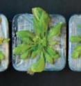 After being subjected to drought for 15 days, an <i>Arabidopsis thaliana</i> plant will normally be withered and dry (far left), but plants from the same species that were genetically engineered to enhance their response to the plant hormone ABA (center left, center right and right) were more resistant to drought. After being subjected to drought for 15 days, an <i>Arabidopsis thaliana</i> plant will normally be withered and dry (far left), but plants from the same species that were genetically engineered to enhance their response to the plant hormone ABA (center left, center right and right) were more resistant to drought.