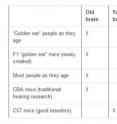 The brains and ears of people with “golden ears” and the new mice age in a similar way. The brains and ears of people with “golden ears” and the new mice age in a similar way.