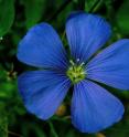 These are the blooms of a flax plant.