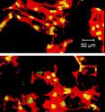 Confocal microscope images show how growth and adhesion of bone cells differ across a subset of 3-D scaffolds made with systematically varying blends of ingredients. Red indicates actin filaments, a cytoskeletal protein, and yellow indicates a cell nucleus.