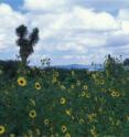 Wild sunflowers in Nuevo Leon in the foothills of the Sierra Madre Oriental mountains.