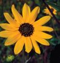 Wild sunflower in Mexico, possible ancestral population to domesticated version.