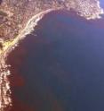 A red tide bloom flourished along the coast of La Jolla, Calif., in June 2005.